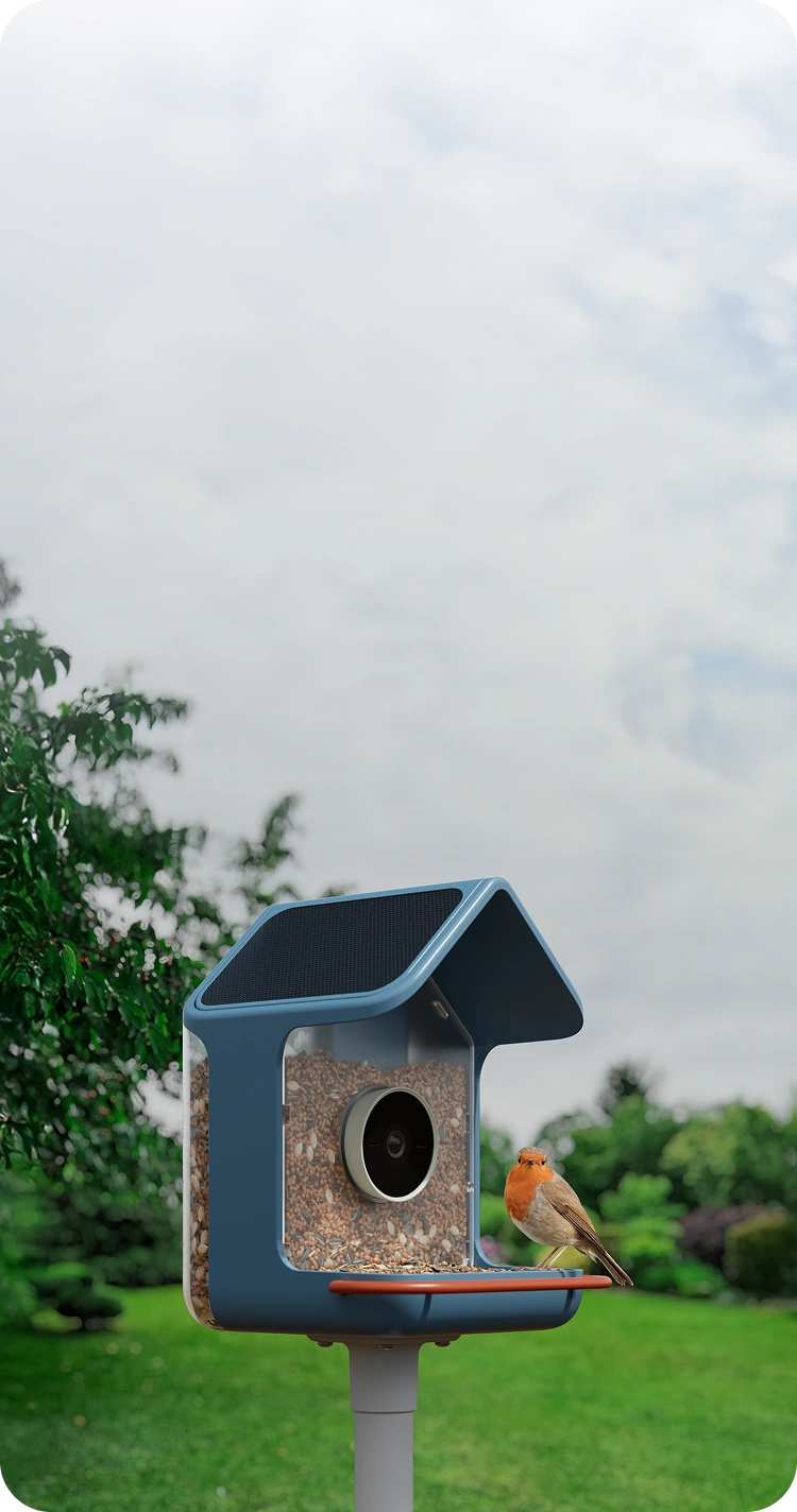 BirdBuddy 2