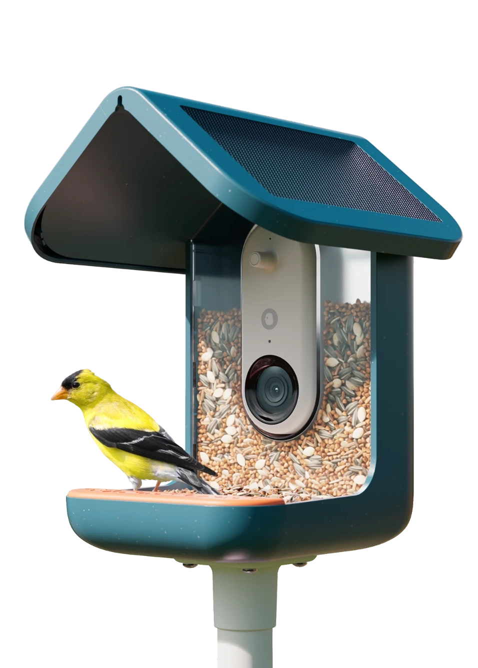 Birdbuddy Pro Solar