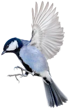 Blue Tit