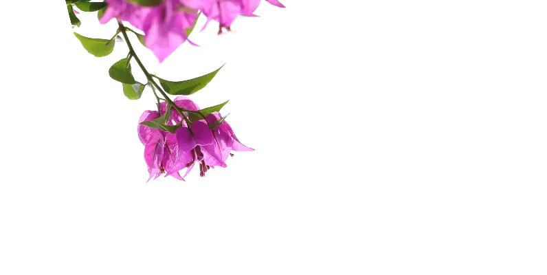 Flowers Top