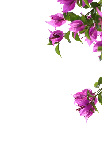 Flowers top mobile
