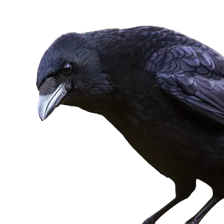 Halloween Crow