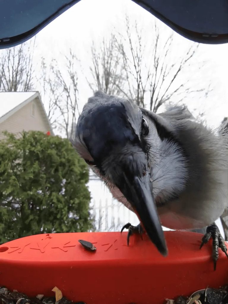 Bird Buddy: Media & Press Kit
