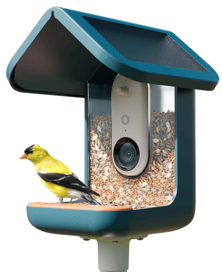 Birdbuddy Solar