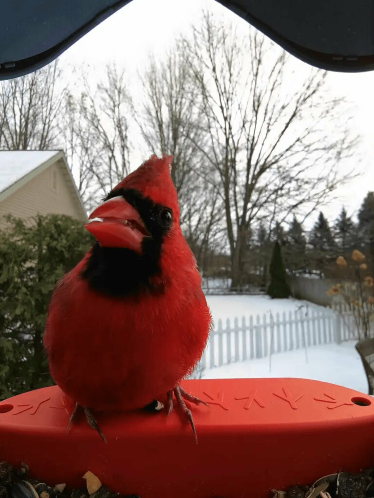 Bird_Buddy_camera_view_Northern_Cardinal_2.jpeg