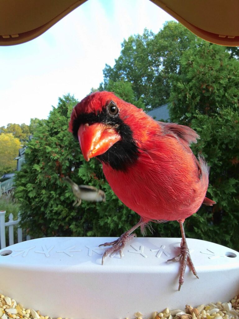 Bird_Buddy_camera_view_Northern_Cardinal_3-scaled.jpeg