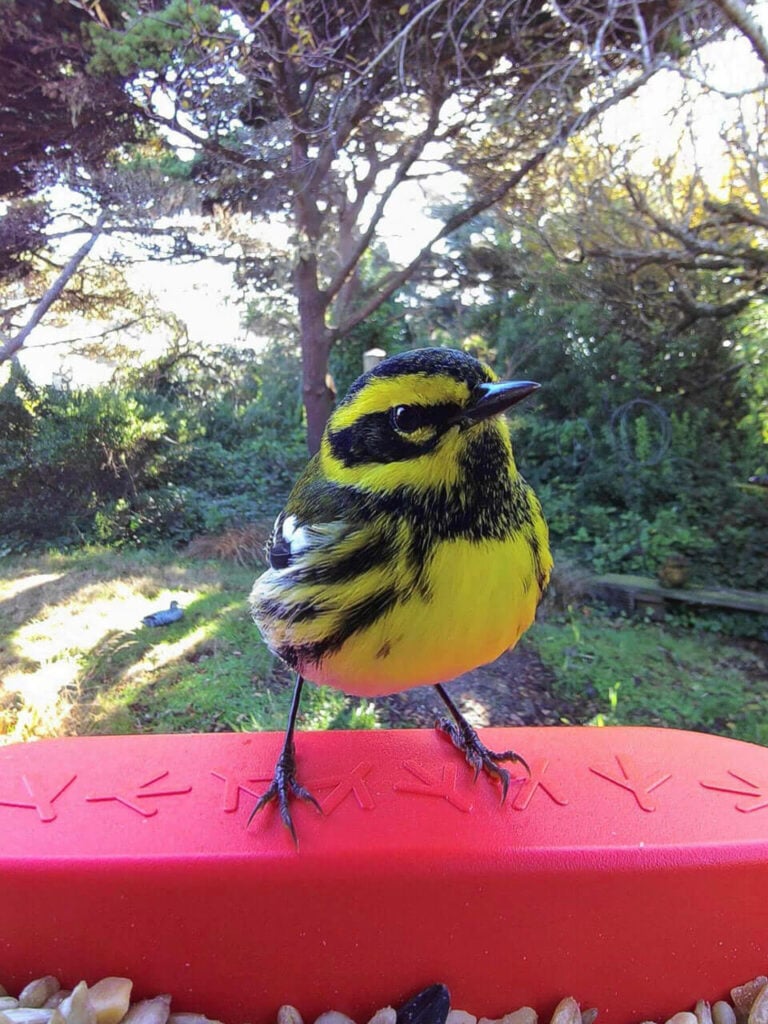 Bird Buddy Review — This Bird Feeder is My Favorite Product of the