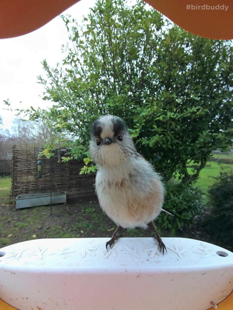 Bird Buddy AI Smart Bird Bath captures candid moments of birds