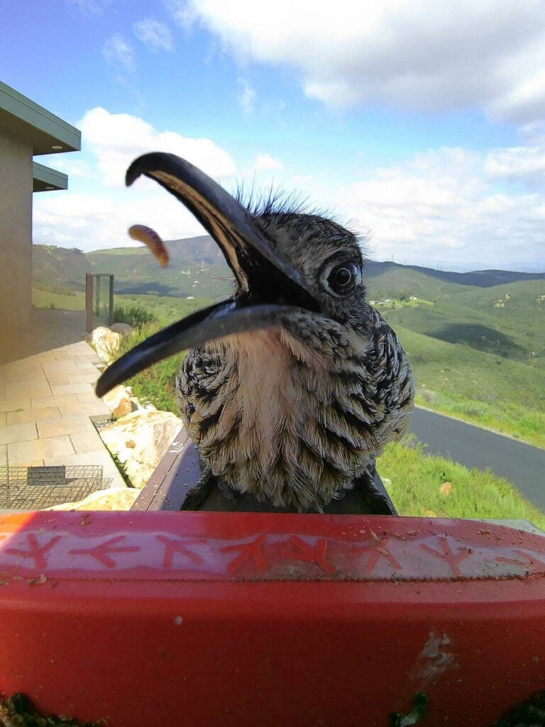 Bird Buddy postcard