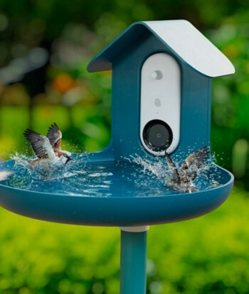 Bird Buddy : The Ultimate Guide