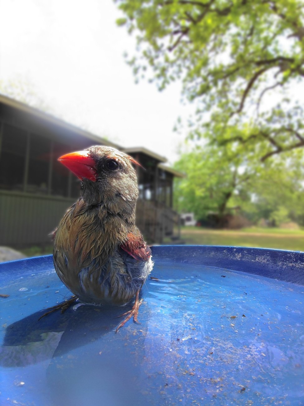 Bird Buddy postcard - bird bath
