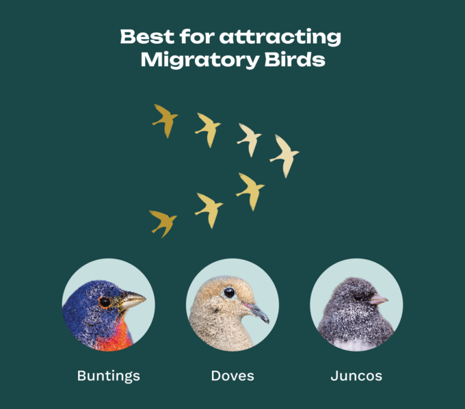 Avian Choice Birds