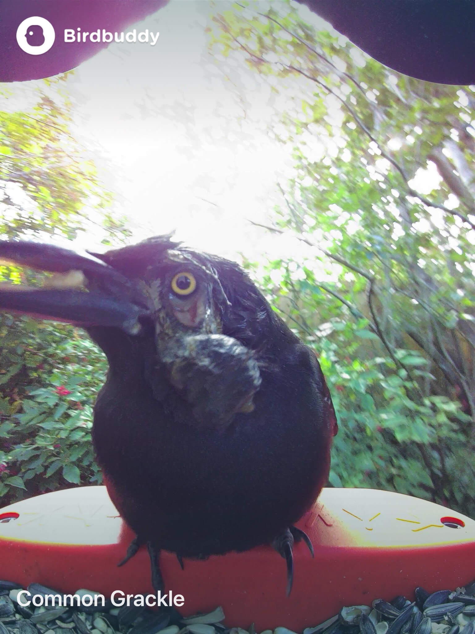 Bird Buddy : Flock care 101: Recognizing sick birds and taking action