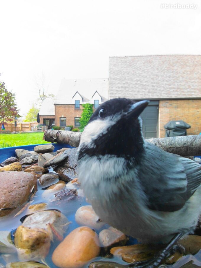 Birdbuddy : The Ultimate Guide