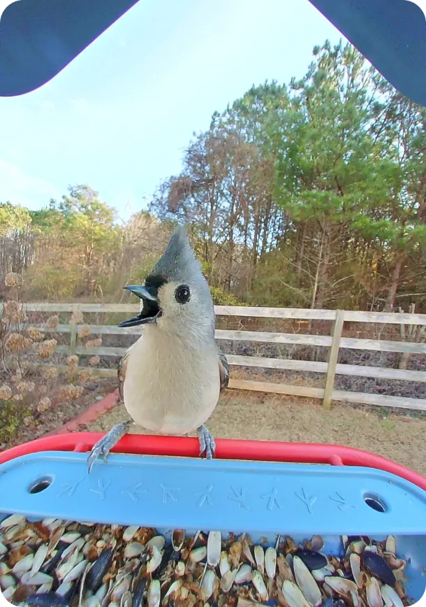 Tufted Titmouse on a Birdbuddy feeder