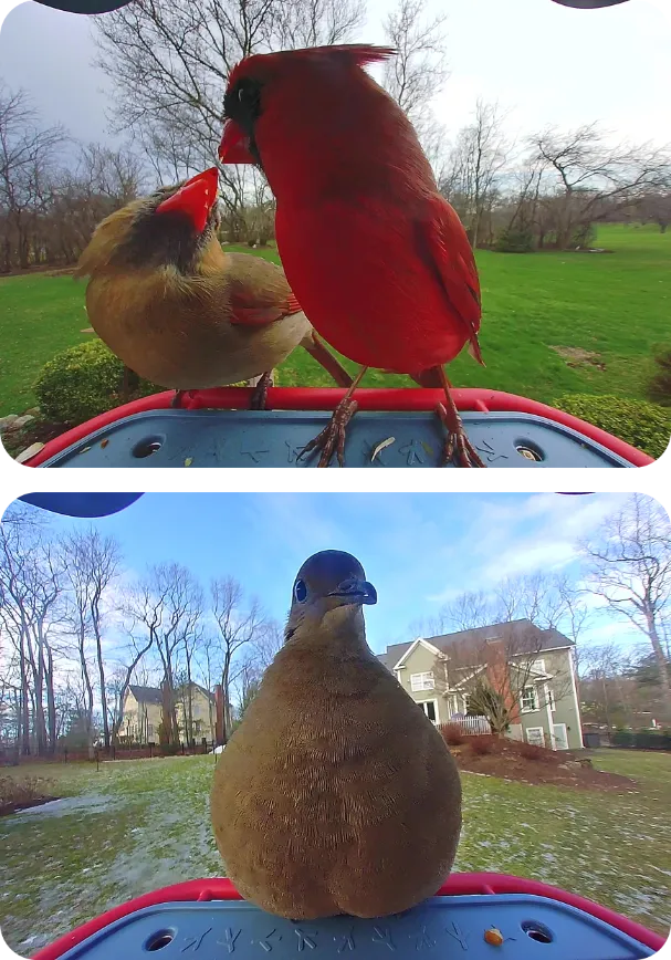 Northern Cardinals and a Mourning Dove on Birdbuddy feeders