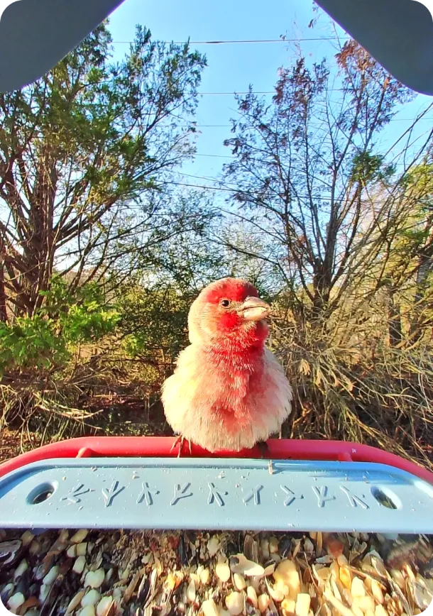 House Finch on a Birdbuddy feeder