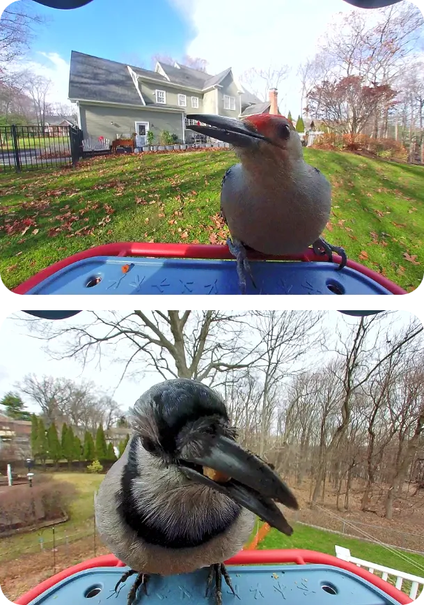 Red-bellied Woodpecker and a Blue Jay on Birdbuddy feeders