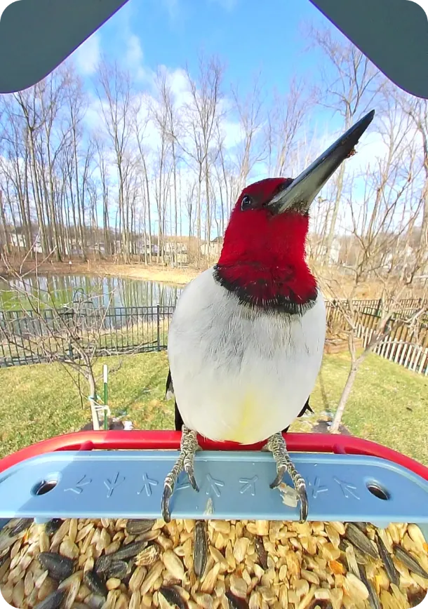 Red-headed Woodpecker on a Birdbuddy feeder