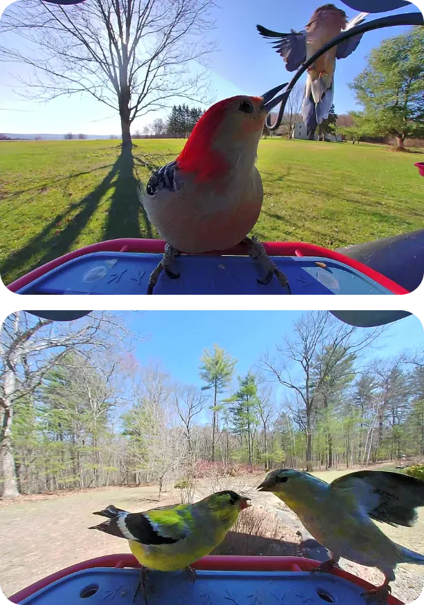 Red-bellied Woodpecker and American Goldfinches on Birdbuddy feeders