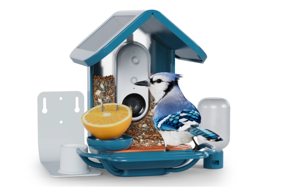 Birdbuddy Holiday Bundle