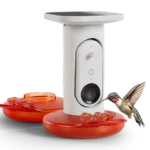 Hummingbird Bundle