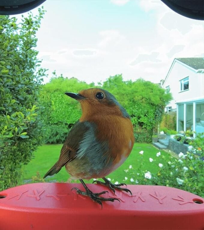 Bird Buddy postcard