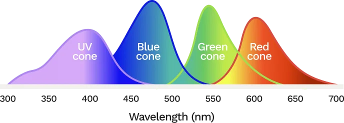 Colour vision of hummingbirds: UV, blue, green and red cones across wavelengths from 300 to 700 nm