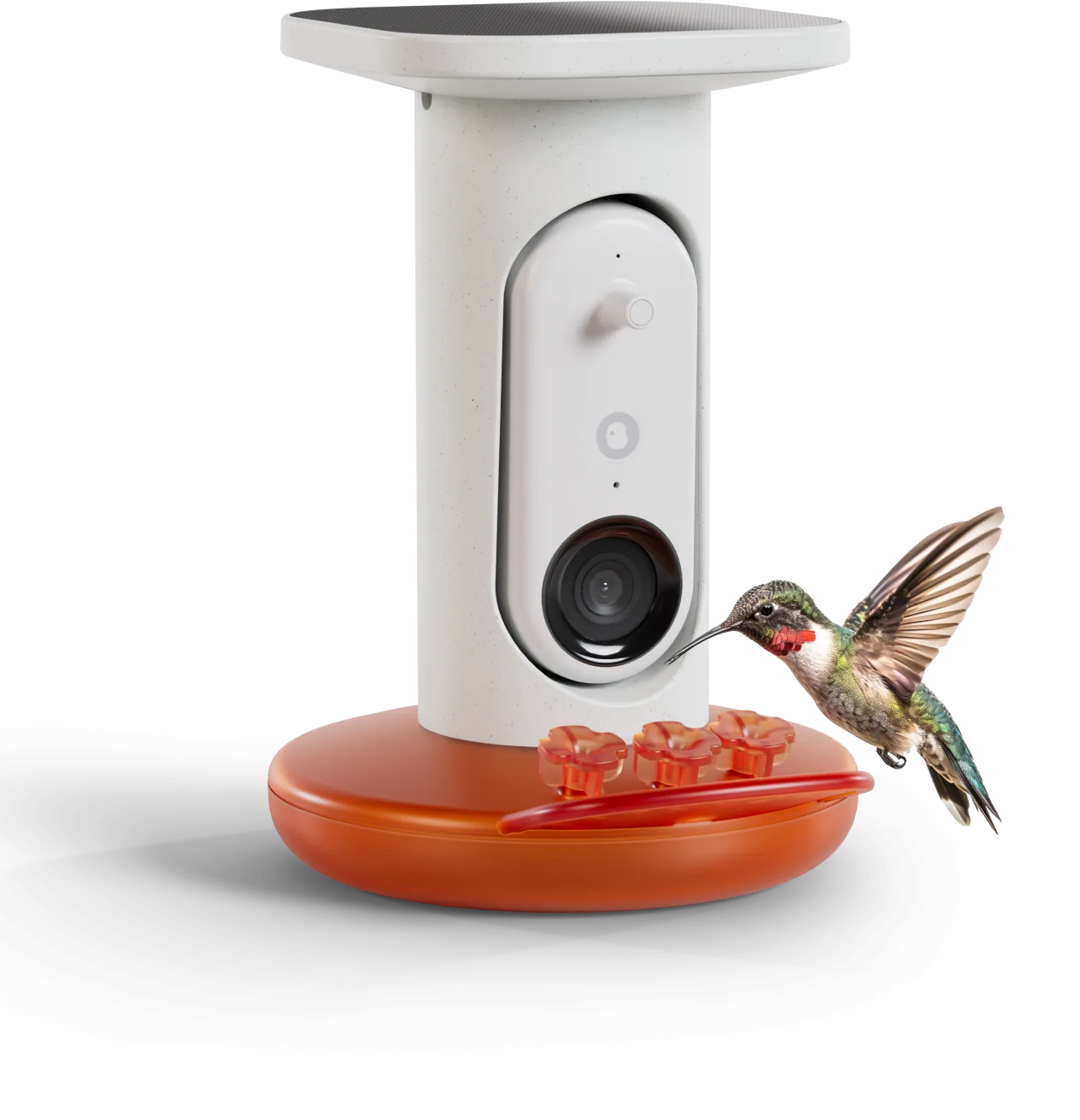 Smart Hummingbird Feeder Pro Solar with its solar roof and a hummingbird at the flower ports