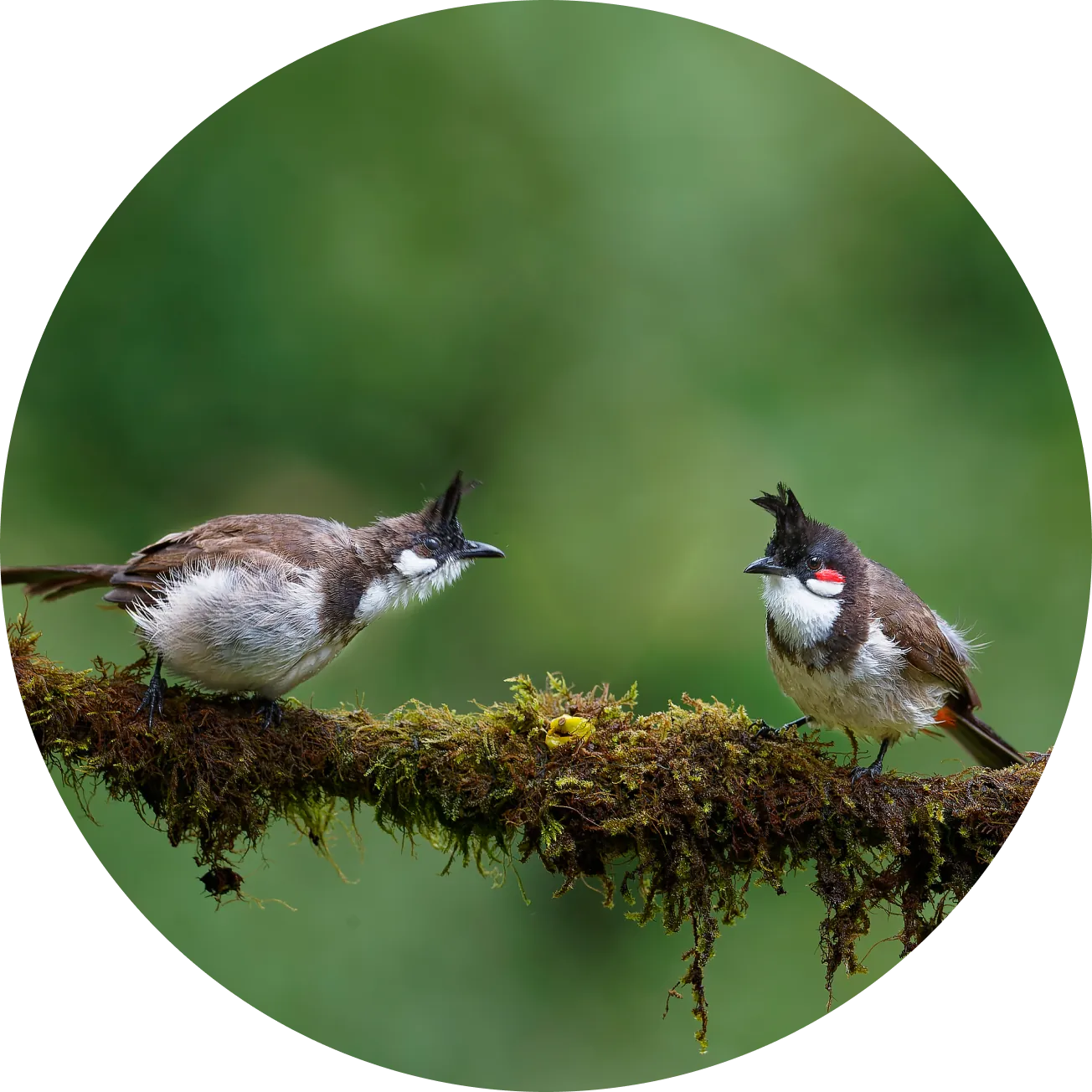 Two birds on a mossy branch