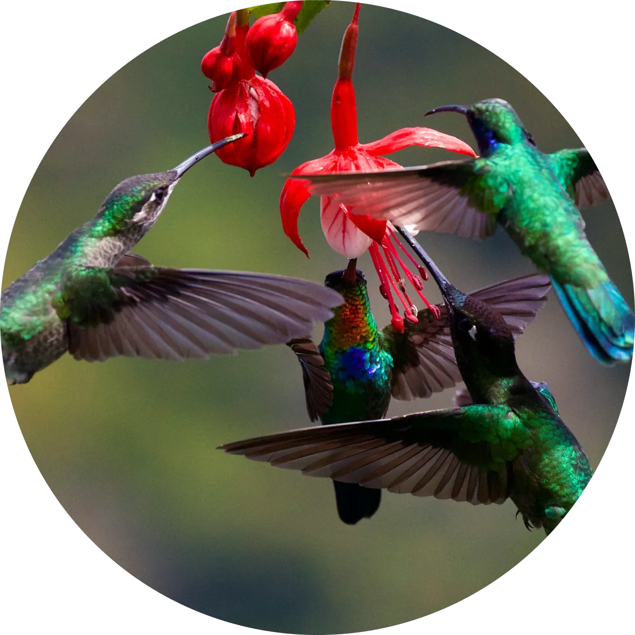 Hummingbirds feeding on red fuchsia flowers