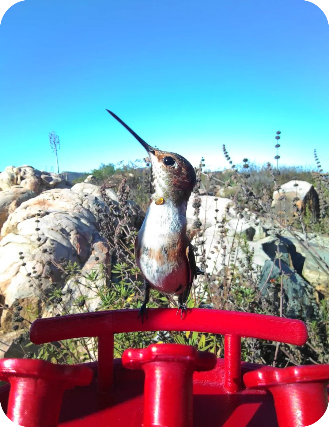 Hummingbird perched on the feeder against a bright sky, captured with HDR