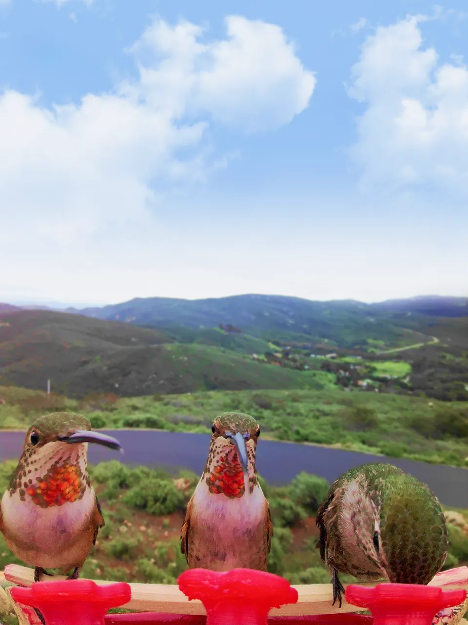 Three hummingbirds perched on the Smart Hummingbird Feeder