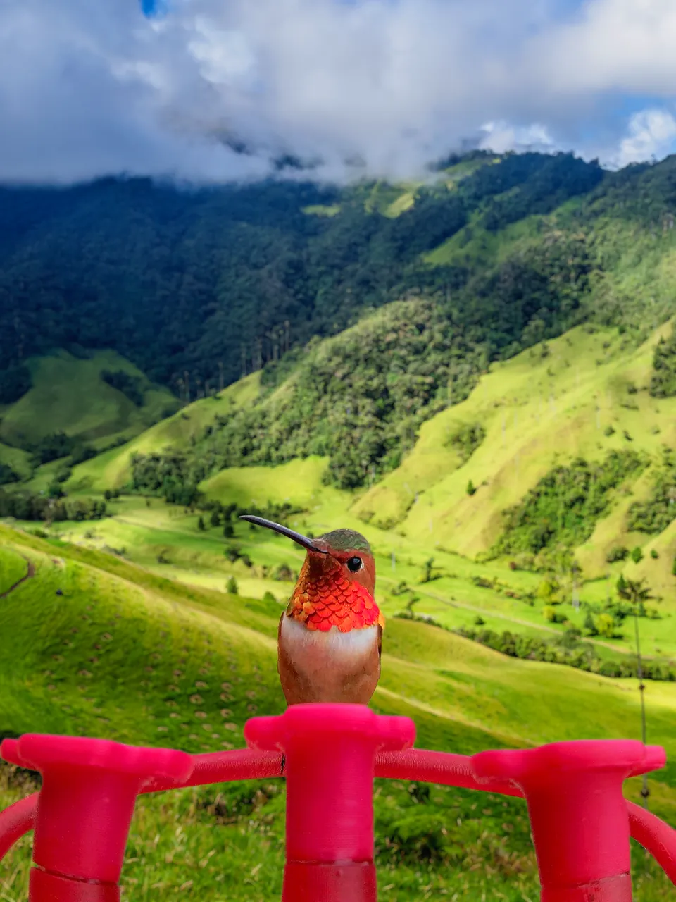 Hummingbird with a copper throat perched on the feeder ports