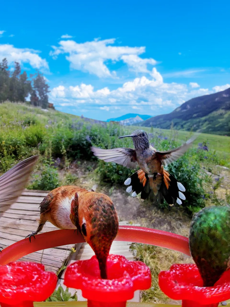 Hummingbirds feeding and hovering at the Smart Hummingbird Feeder