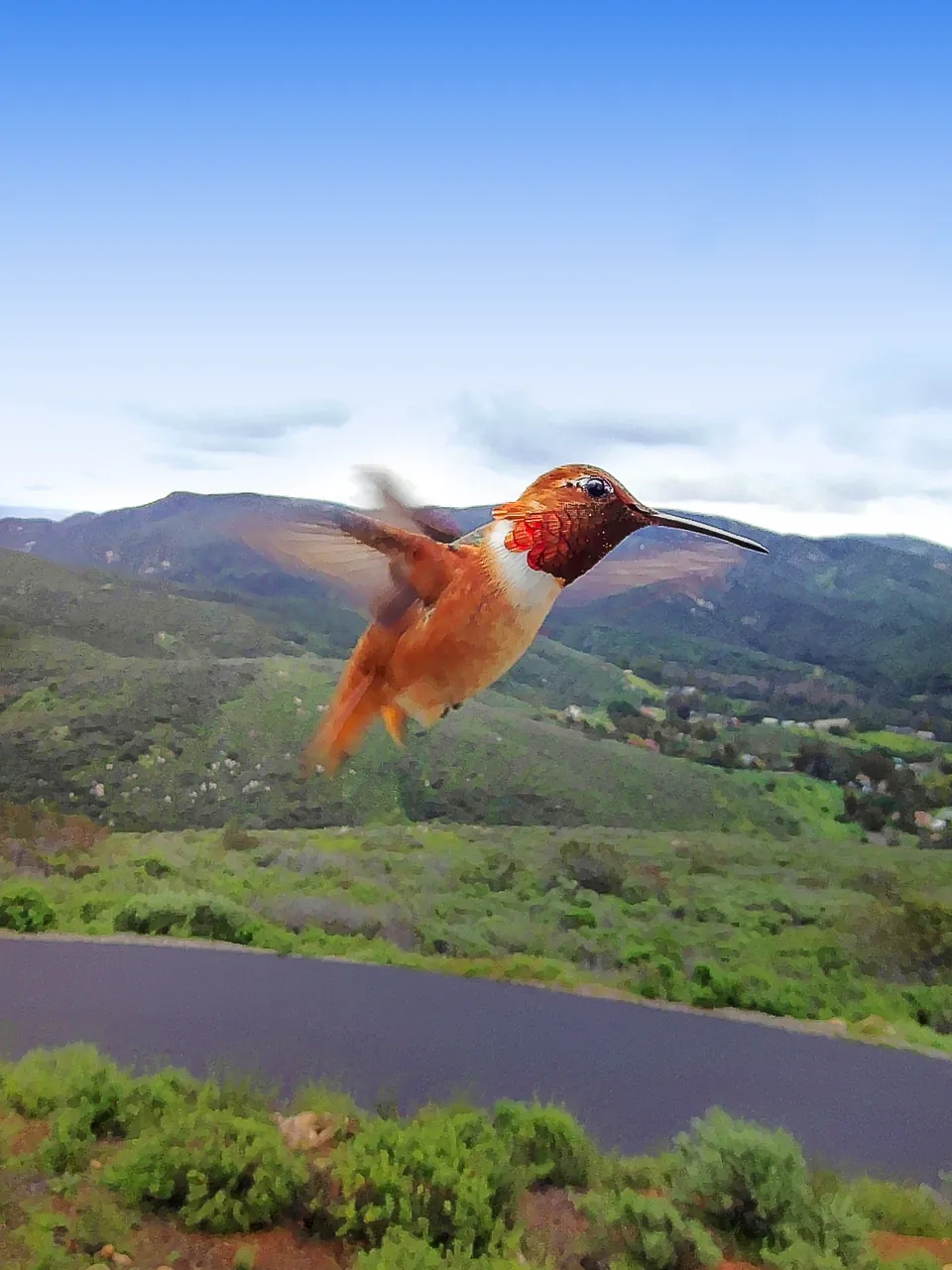 Rufous hummingbird hovering in front of the feeder camera