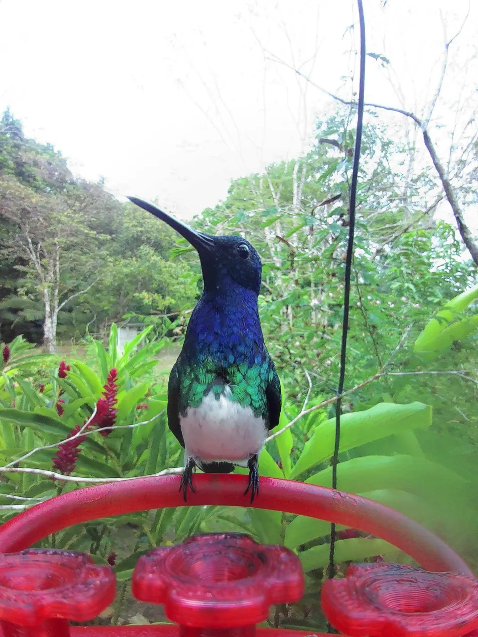 White-necked Jacobin perched on the feeder ring