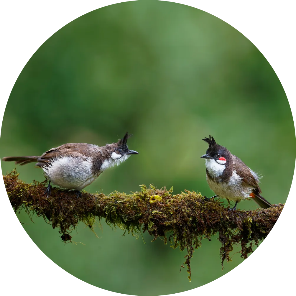 Two birds on a mossy branch