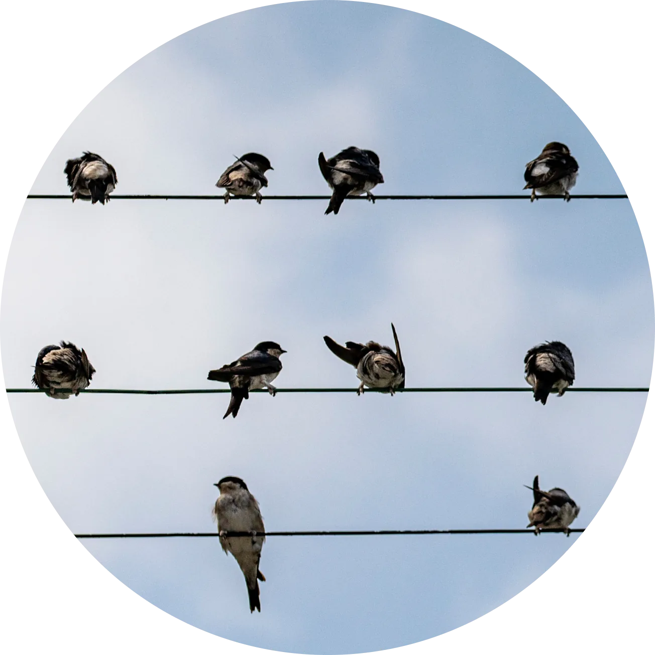 Swallows perched on wires against the sky
