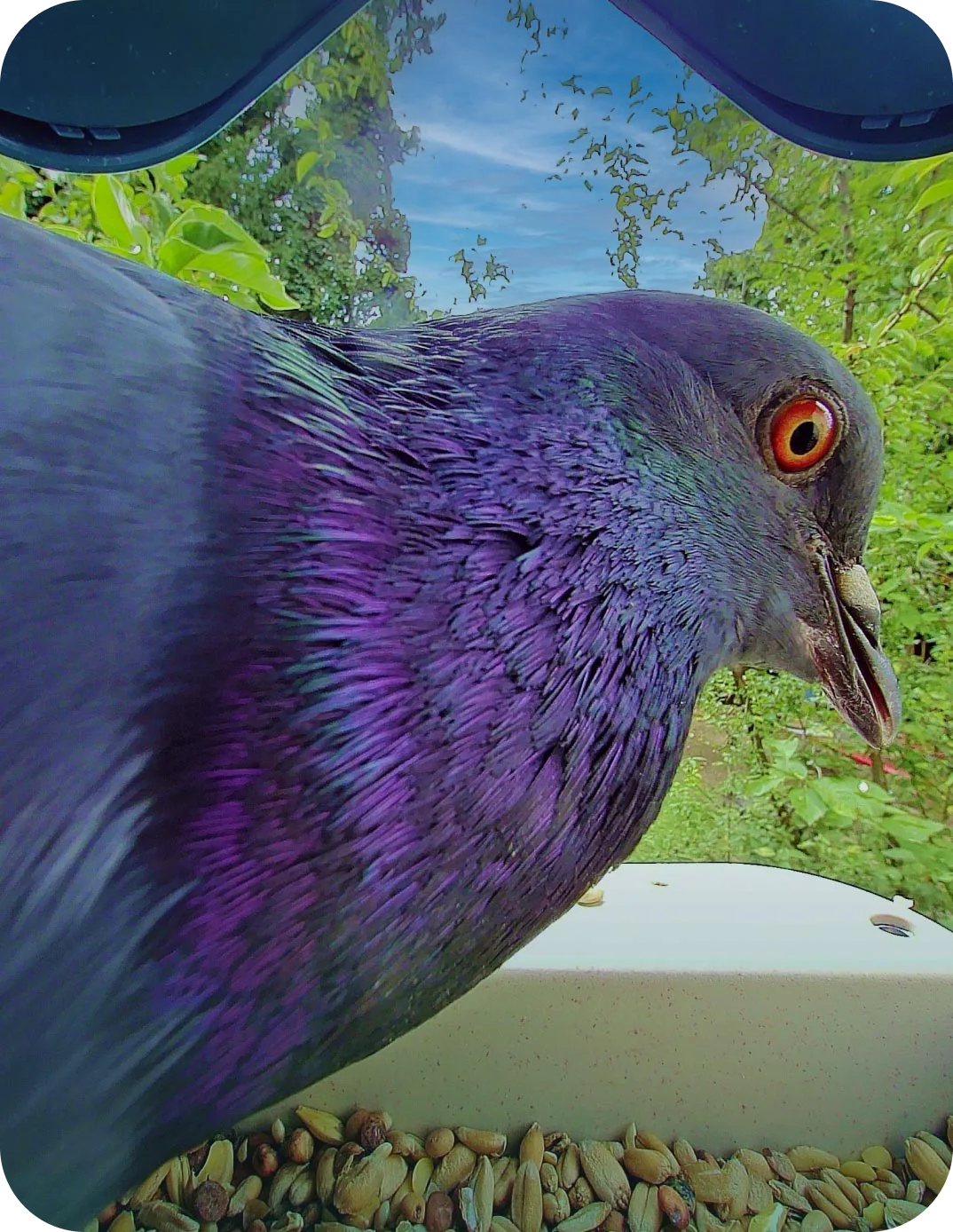 Sharp close-up of a pigeon at the feeder