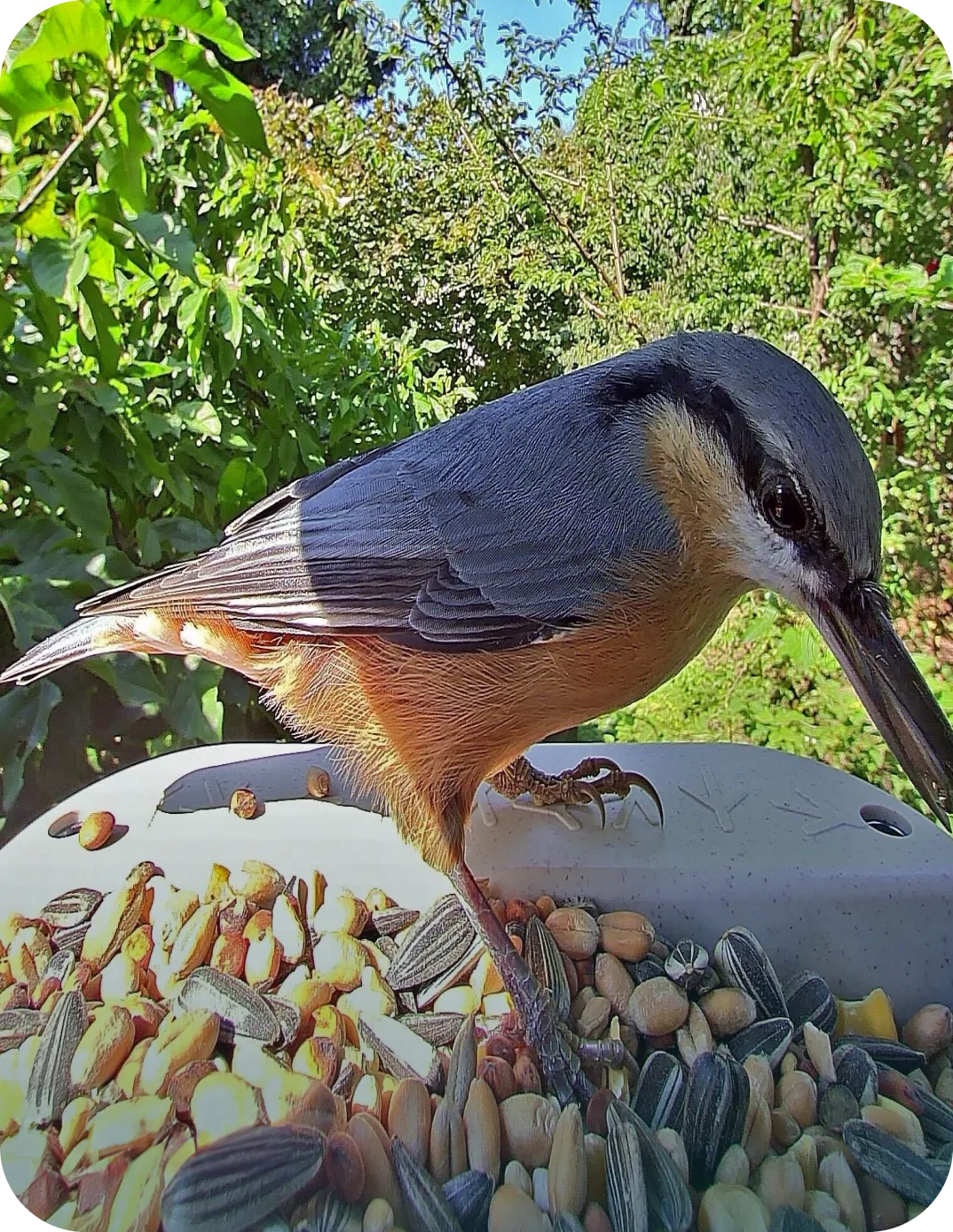Nuthatch on the feeder in bright sunlight, captured with HDR