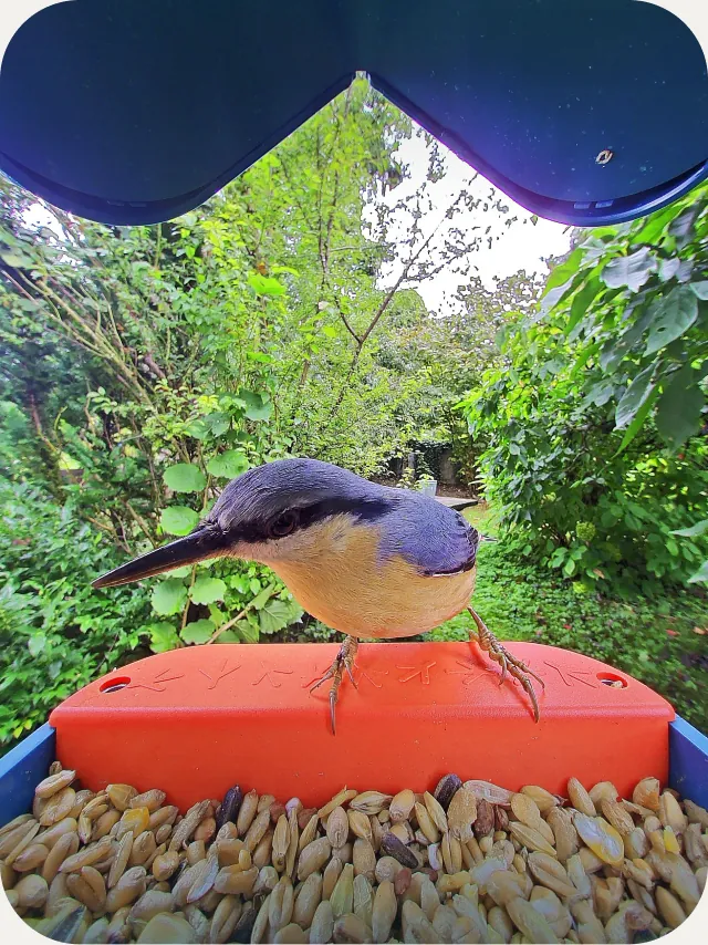Nuthatch on the Birdbuddy feeder tray
