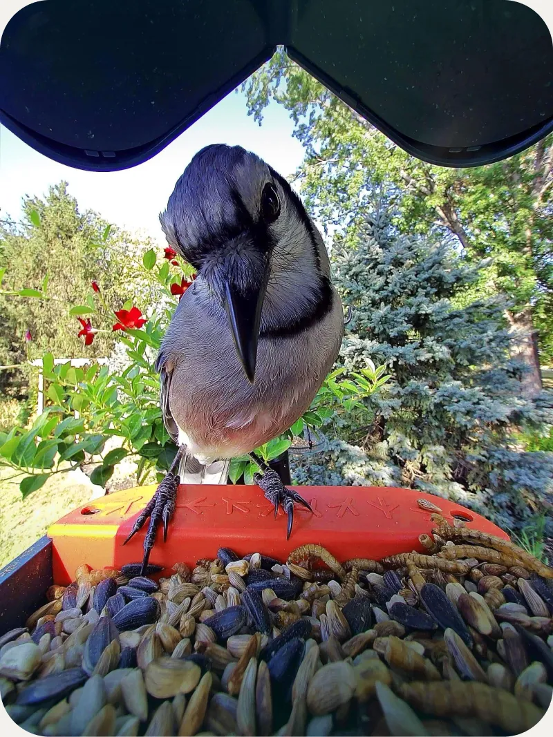 Blue Jay close-up captured by the Birdbuddy camera