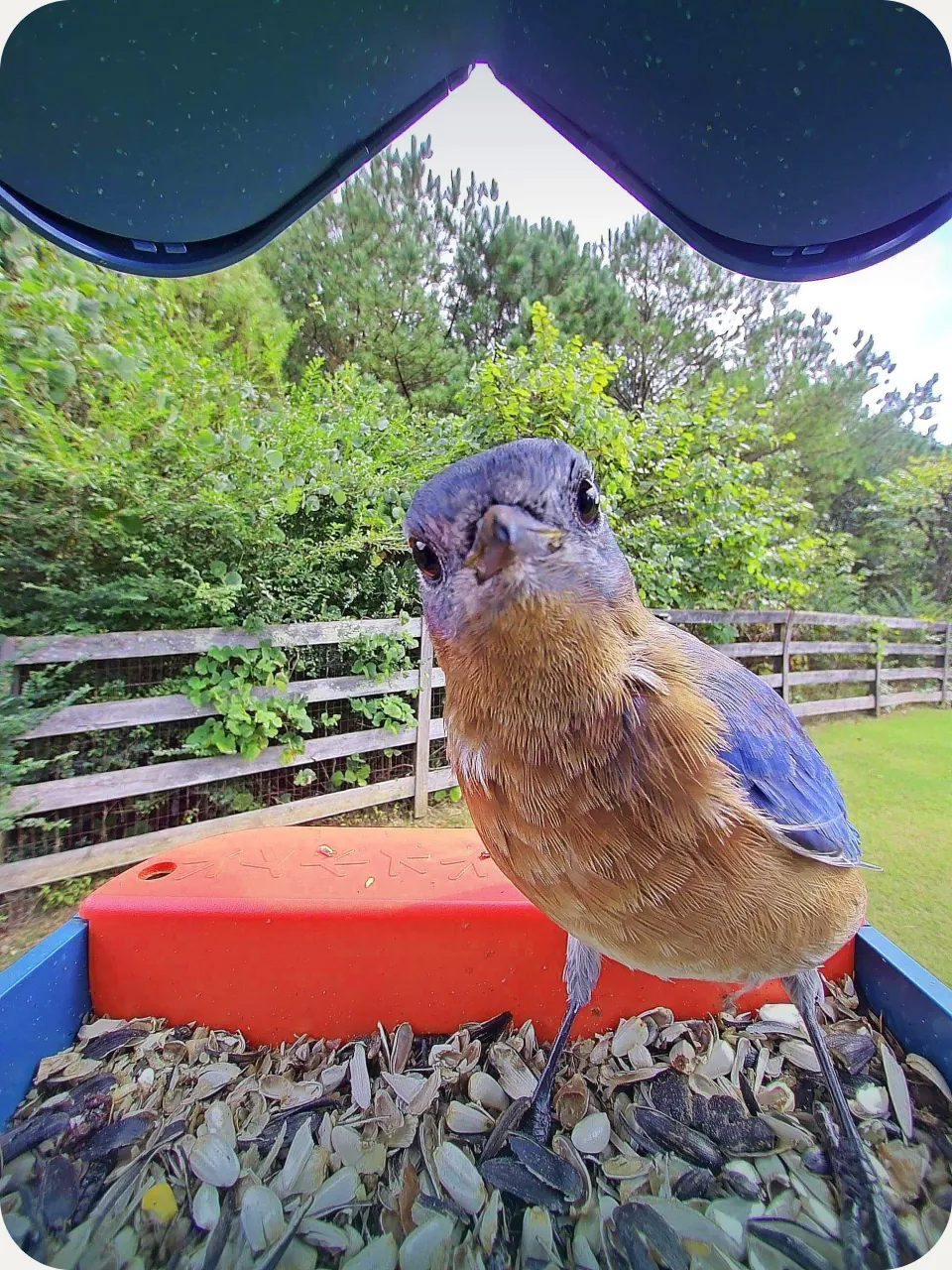 Eastern Bluebird looking into the Birdbuddy camera