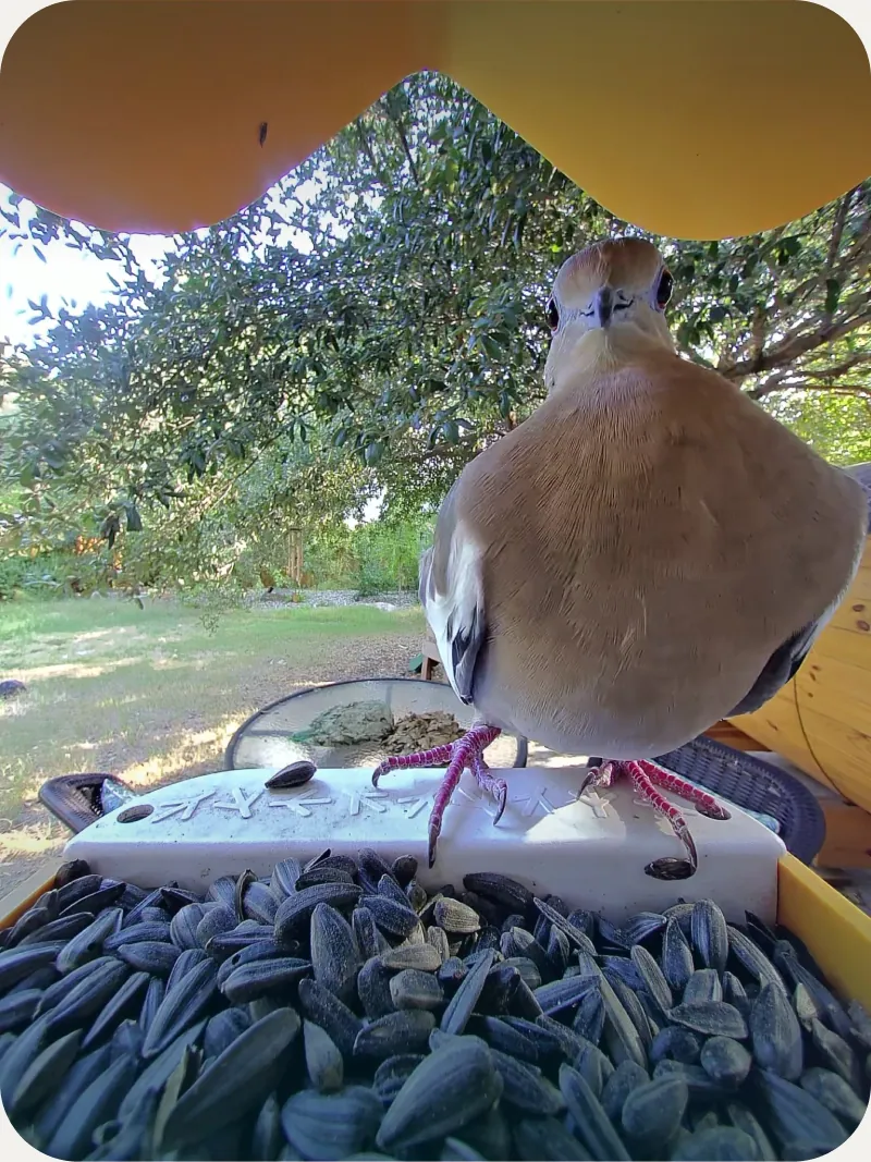 Mourning Dove standing on the feeder tray