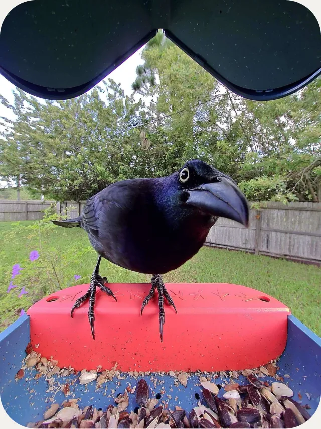 Common Grackle perched on the feeder