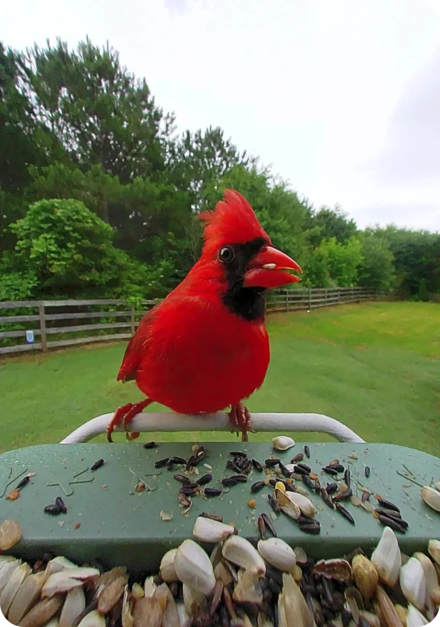 Northern Cardinal on a Birdbuddy feeder