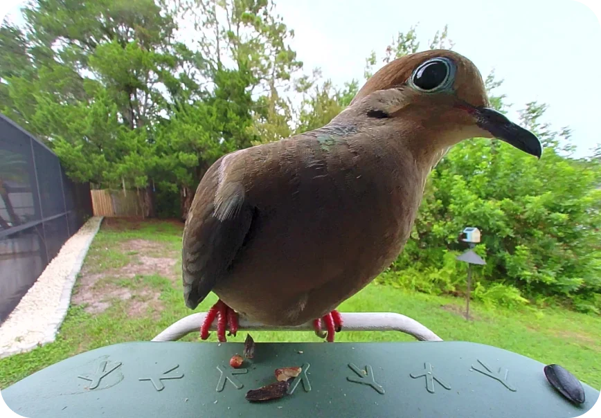 Mourning Dove perched on a Birdbuddy feeder