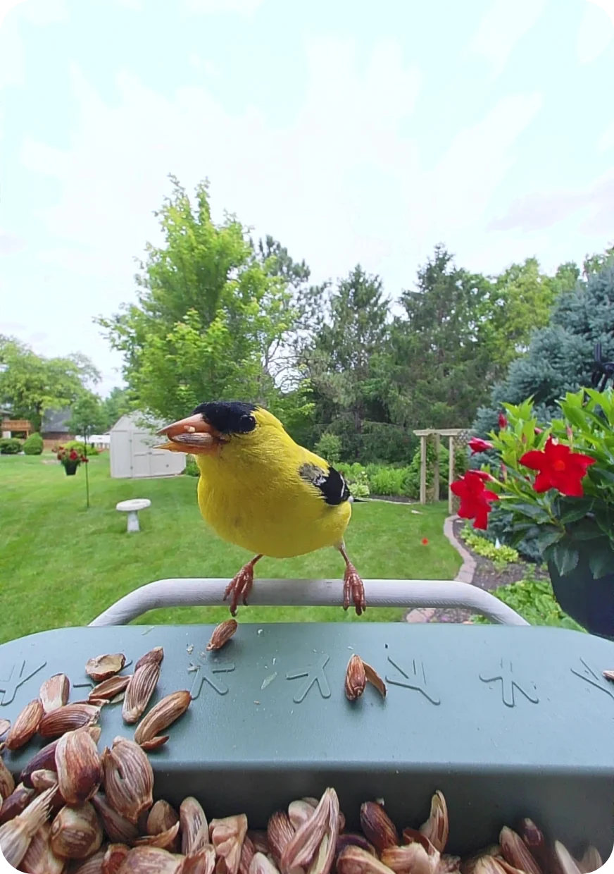 American Goldfinch on a Birdbuddy feeder