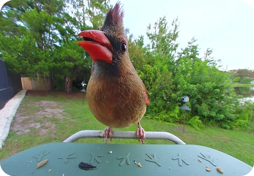 Female Northern Cardinal at a Birdbuddy feeder